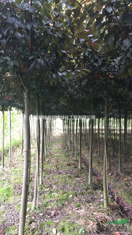 红叶李基地直供 2025年园林绿化工程种植厂家产地报价单与选购指南